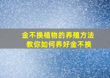 金不换植物的养殖方法 教你如何养好金不换